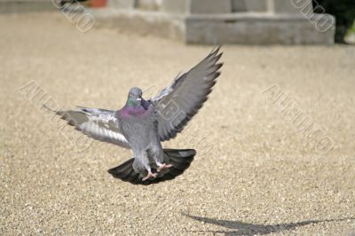 Landing pigeon