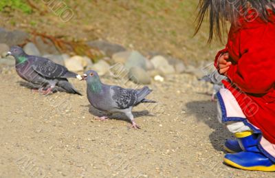 Feeding pigeons