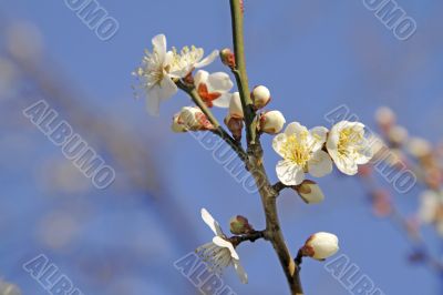 Plum flowers