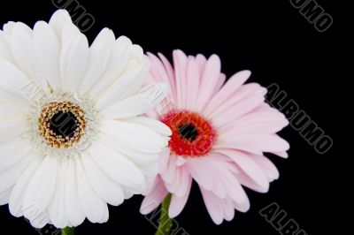two gerber daisies on black