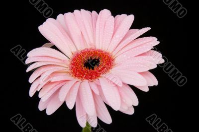 pink gerbera