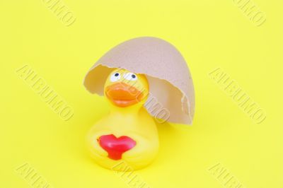 love duck