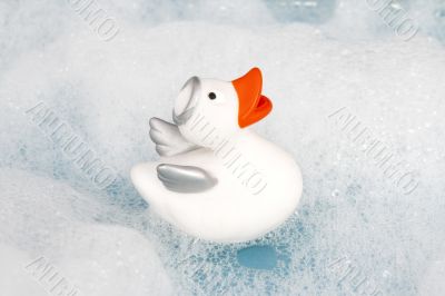 angel duck