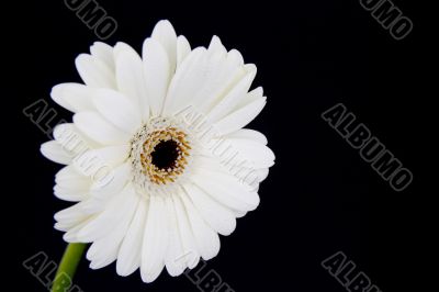 white gerber daisy