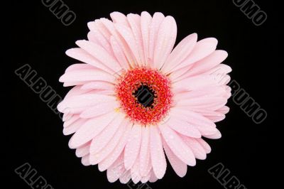pink gerbera isolated on black