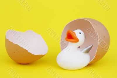 angel duck is born