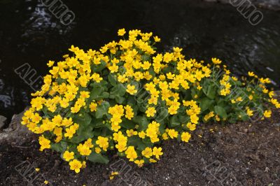 caltha palustris
