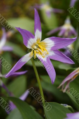 erythronium sibiricum