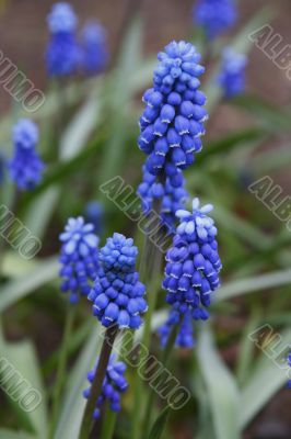 muscari armeniacum