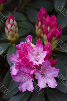 rhododendron