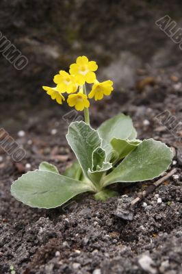 primula auricula