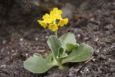 primula auricula 2