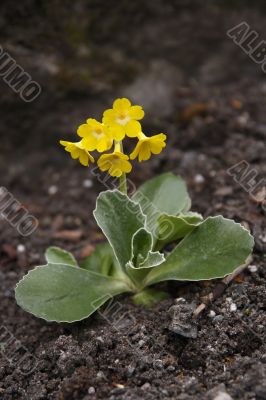 primula auricula 3