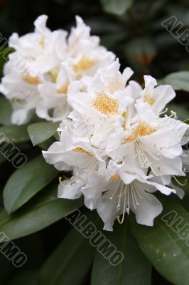 rhododendron catawbiense
