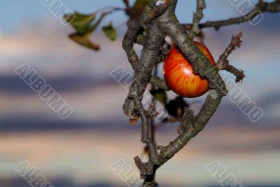 apple in tree