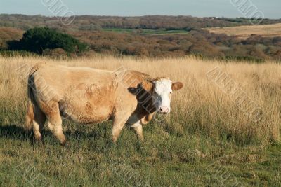 cow on meadow