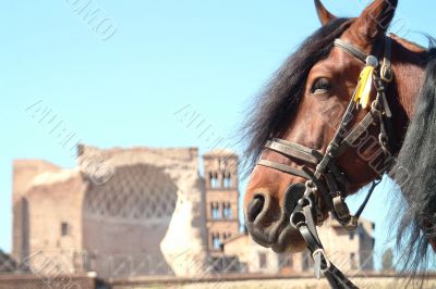 horse infront ruine