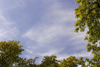 tree border
