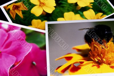 summer photos background
