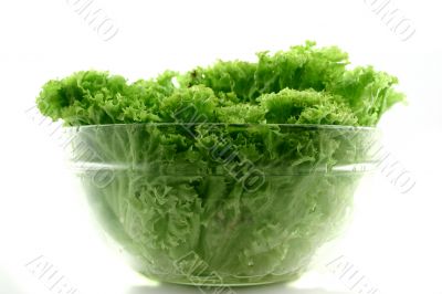 Fresh iceberg lettuce