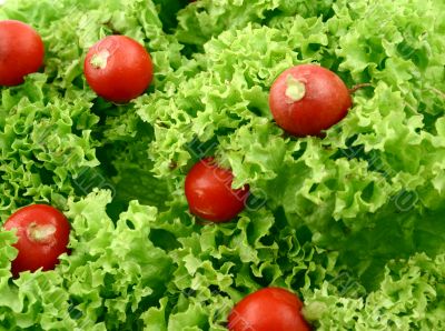 Radish in green
