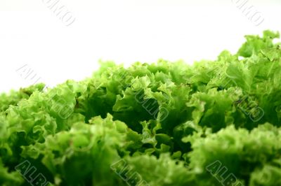 White and green