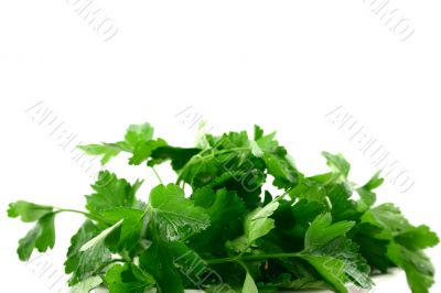 Parsley