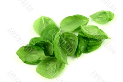 Fresh basil