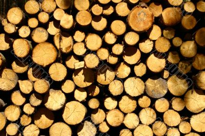 Cut trees background