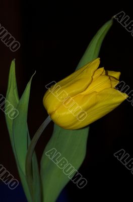 tulip