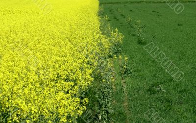 green and yellow