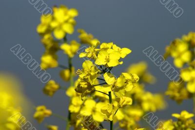 Yellow flower