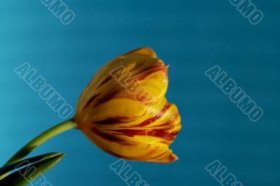 tulip