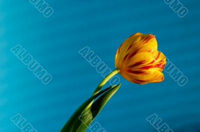 tulip
