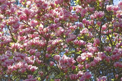 Magnolia tree background