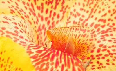 Orchid abstract