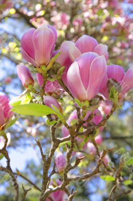 Magnolia