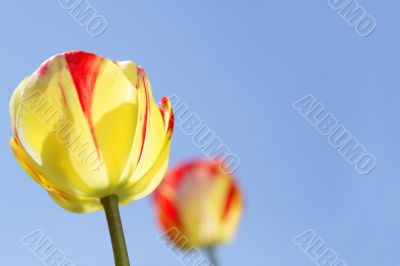 Tulips and sky