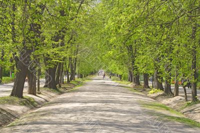 Summer park alley