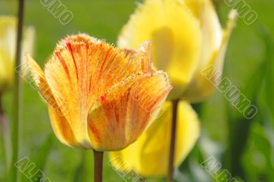 Tulips field