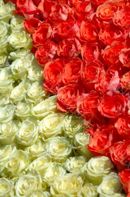 Red and white roses