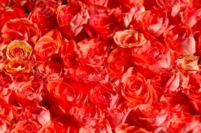 Red roses