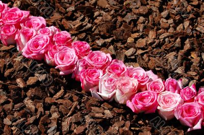 Line of pink roses