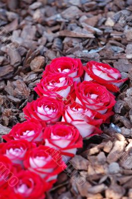 Line of pink roses