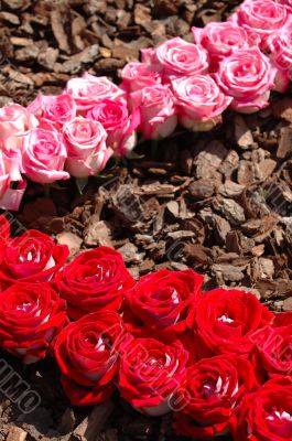 Roses pattern