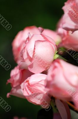 Pink roses
