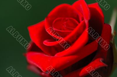 Red rose
