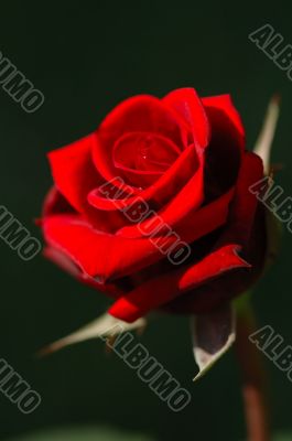 Red rose
