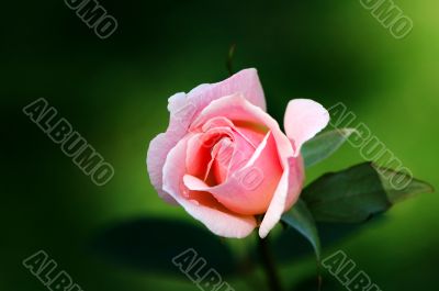 Pink rose