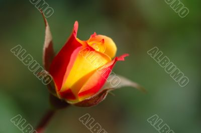Orange rose